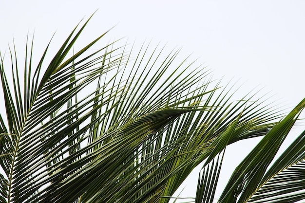 Lage hoekmening van palmboom tegen heldere hemel