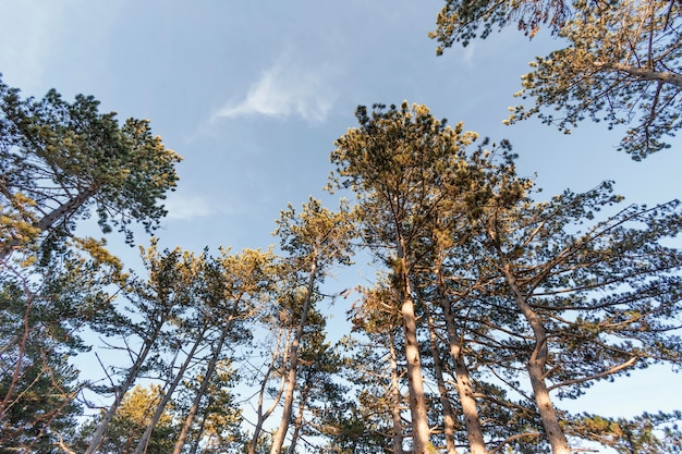 Lage hoekmening van prachtige bomen