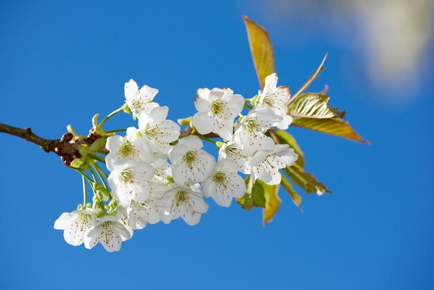 Lage hoekmening van witte mirabellenbloemen die op een pruimenboomstam bloeien en groeien in een huistuin Groep delicate verse lenteplanten geïsoleerd tegen blauwe hemel Bloeiende bloei in de achtertuin