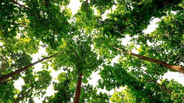 Lage hoekopname van de bomen in een bos