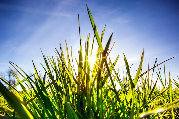 Lage hoekopname van gras op een veld op een zonnige dag