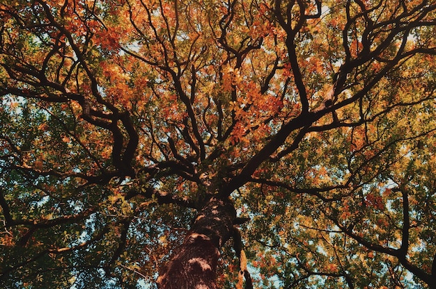 Lage kijkhoek van de boom in de herfst