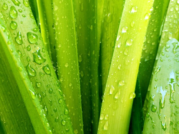 Foto lagen groene lange bladeren