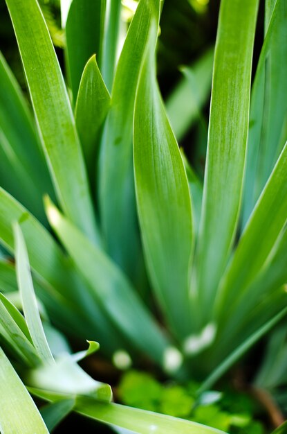 lagen van heldergroene gevlochten irisbladeren