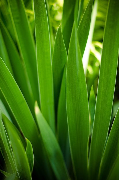 lagen van heldergroene gevlochten irisbladeren