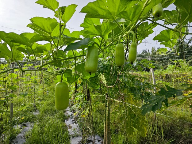 Lagenaria siceraria fruit hanging on the vine tree