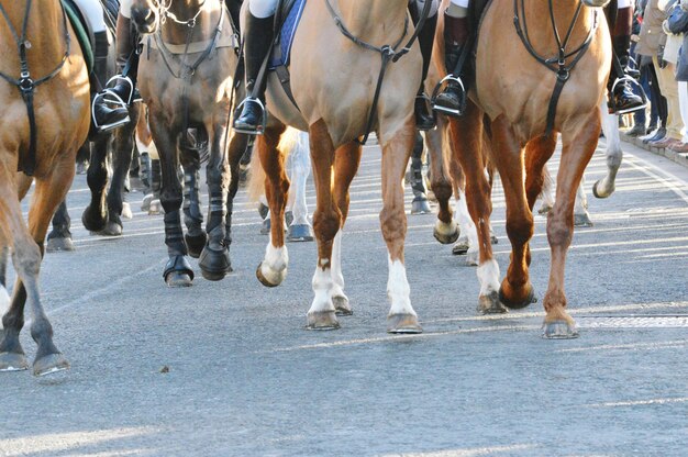 Foto lagere sectie van paarden