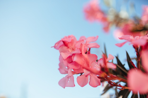 Lagerstremia blooms on the trees of turkey. gardening and floristry concept