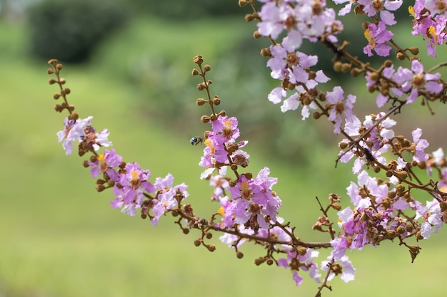 緑の自然の背景にLagerstreomia floribundaジャック花