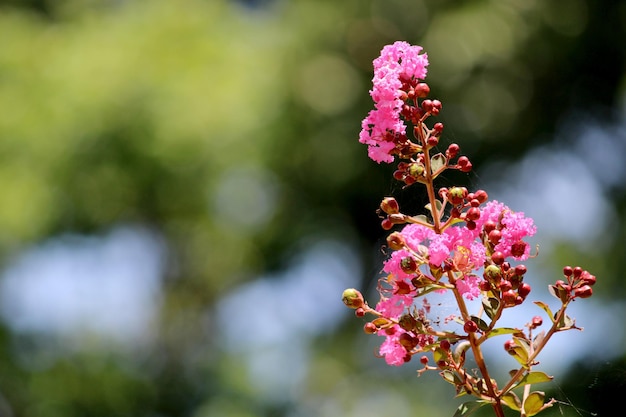 Lagerstroemia indica 꽃과 새싹