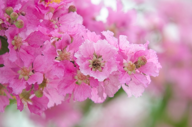 写真 ラゲストロミアマクロカルパ