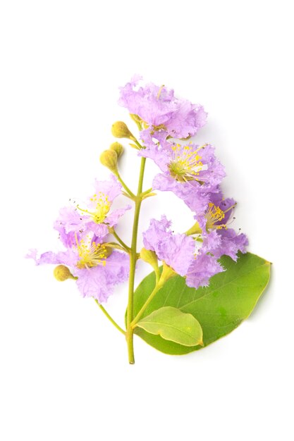 Lagerstroemia фиолетовый Цветочные изолированные на белом фоне.