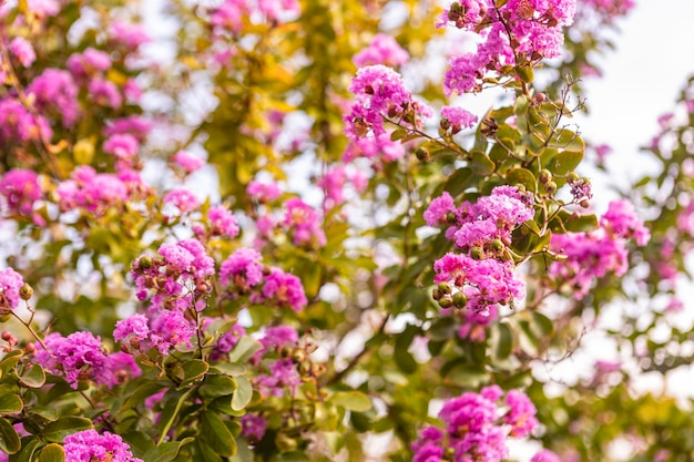 Цветение дерева Lagerstroemia speciosa летом