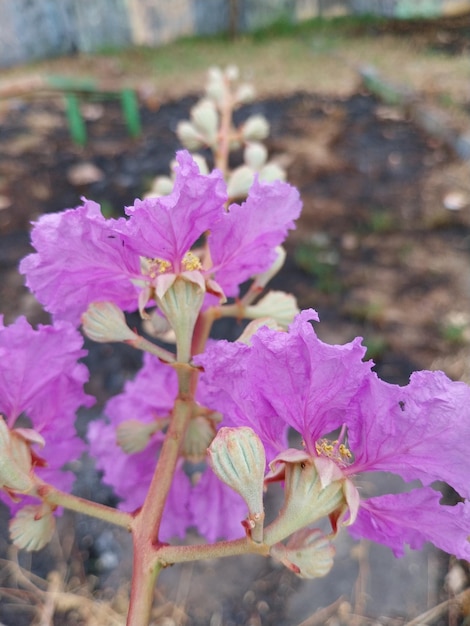 Lagerstroemia spesiosa a tree that has very beautiful flowers