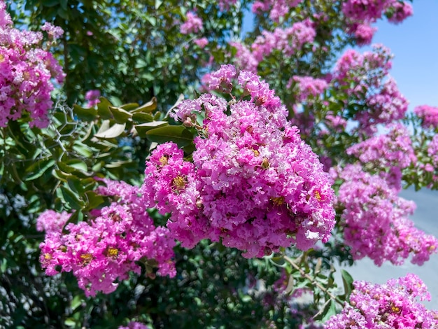 Lagerstroemia