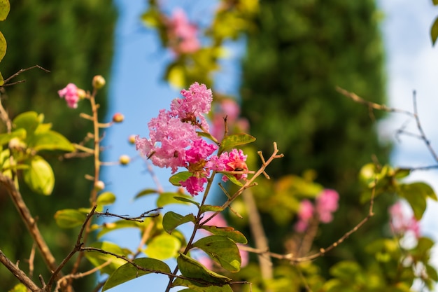 Lagerstromia or Indian lilac in bloom. Bright sunny day. Great background for the site.