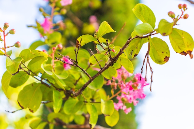 サルスベリまたはインドセンダンが咲いています。明るい晴れた日。サイトの素晴らしい背景。