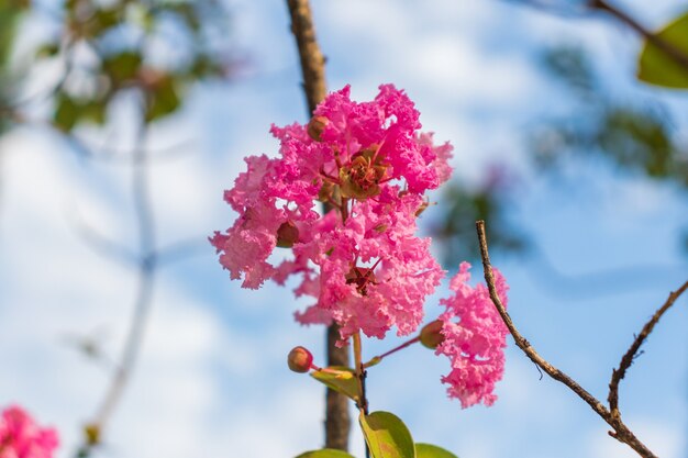 Lagerstromia o lillà indiano in fiore.