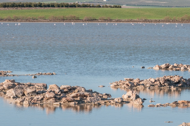 Lagoon with flamingos