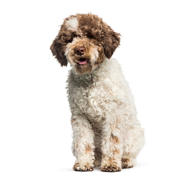 Lagotto Romagnolo, 7 maanden, zittend voor witte achtergrond