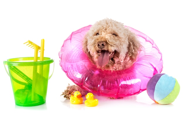 Lagotto Romagnolo
