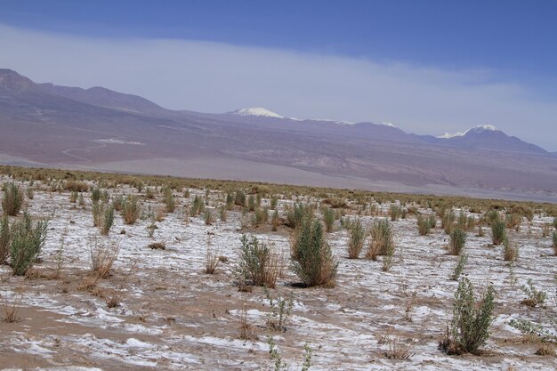 Laguna Cejar Atacama Chile