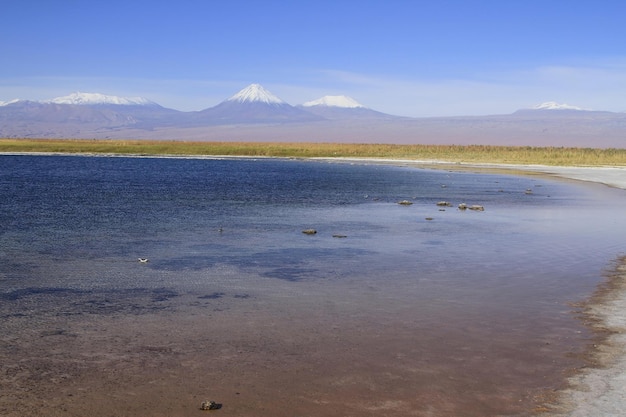 Laguna Cejar アタカマ チリ