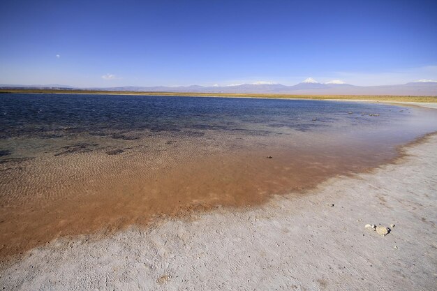 Laguna Cejar アタカマ チリ