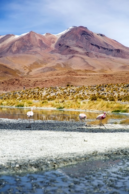 Лагуна Колорада в Боливии