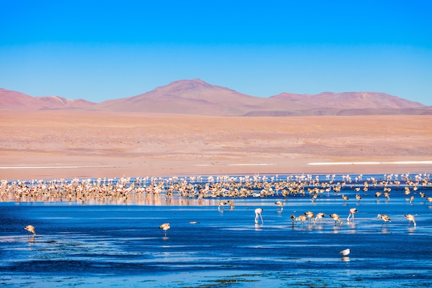 Laguna Colorada lake