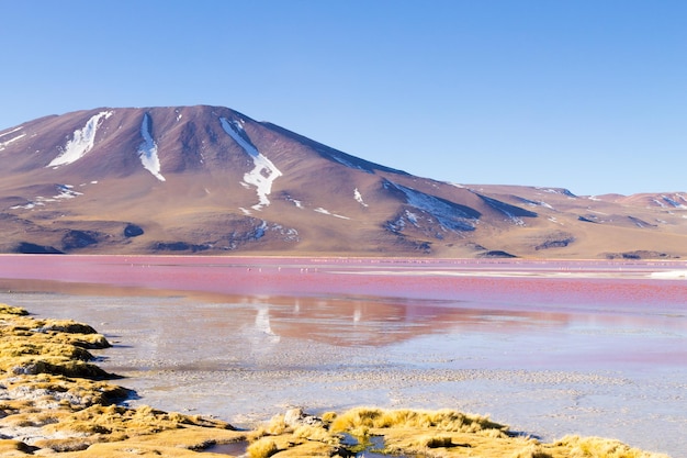 Laguna Colorada-landschap, Bolivië. Prachtig Boliviaans panorama. Rode waterlagune