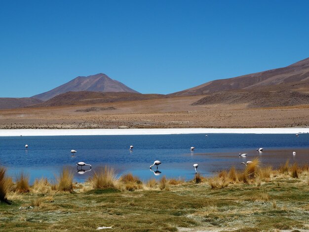 Photo laguna hedionda bolivia