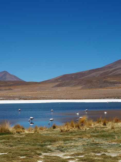 Photo laguna hedionda bolivia