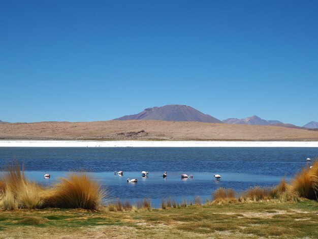 Photo laguna hedionda bolivia