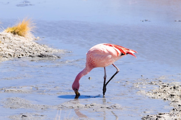 Laguna Hedionda flamingos, Bolivia.  Andean wildlife. Bolivian lagoon