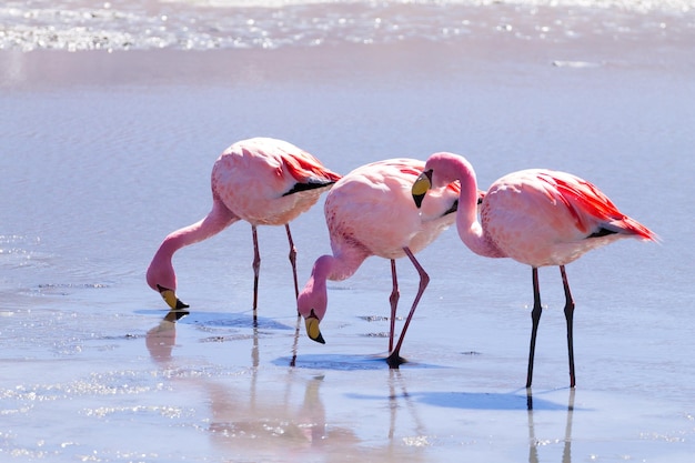 Photo laguna hedionda flamingos bolivia