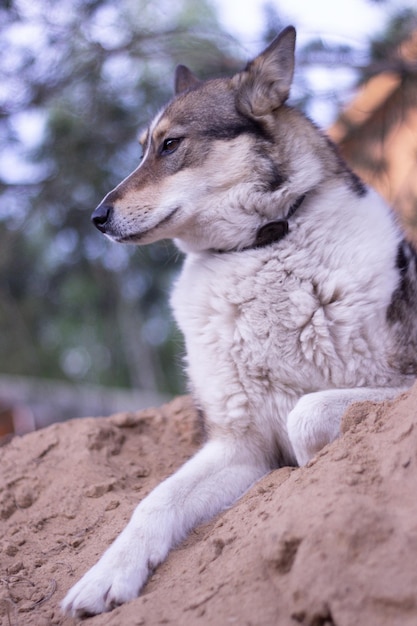 Laika in een kraag ligt in de zomer op het zand