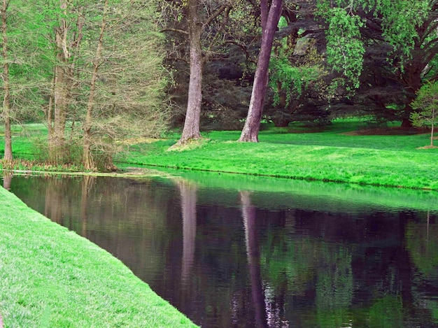 Foto il lago in mezzo al campo erboso