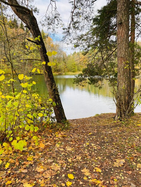 Lake in the autumn forest