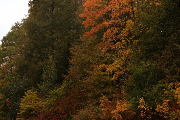 Lake in the autumn park Autumn beauty