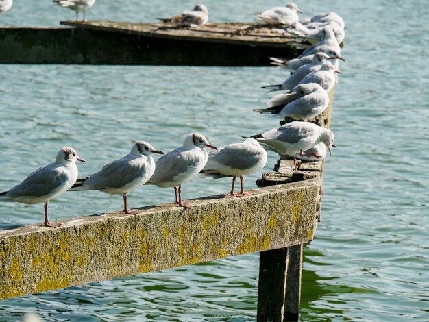 Lake at Bocholt westphalia