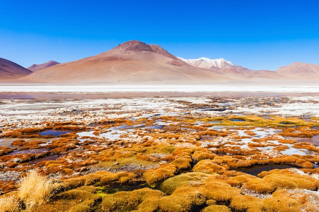 Lake, bolivia altiplano