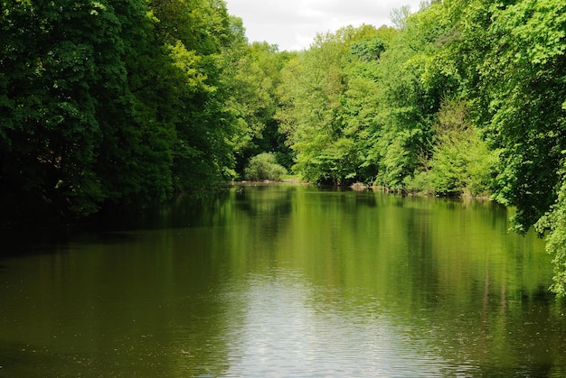 Lake bomen zomer natuurpark