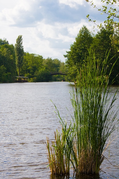 The lake and the bulrush in park in summer. Bridge in the surface