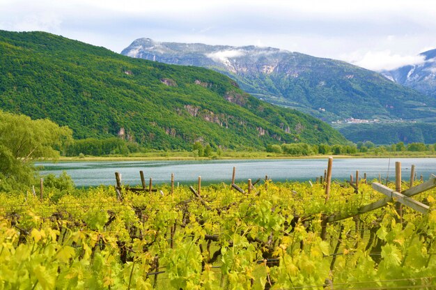 Lake Caldaro Vineyard, Kalterer zien. Druivenplantage dichtbij Caldaro-meer in Bolzano, Zuid-Tirol, Italië.