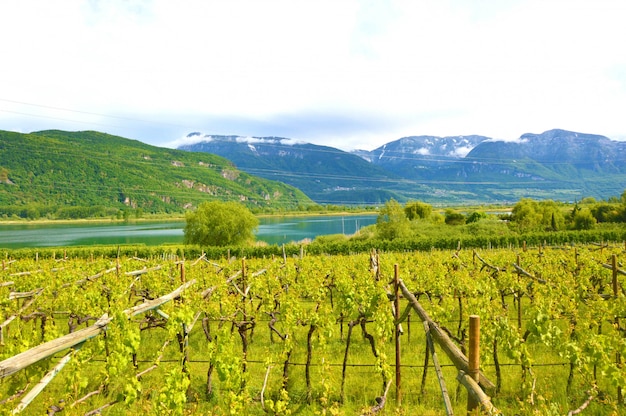 Lake Caldaro Vineyard, Kalterer zien. Druivenplantage dichtbij Caldaro-meer in Bolzano, Zuid-Tirol, Italië.