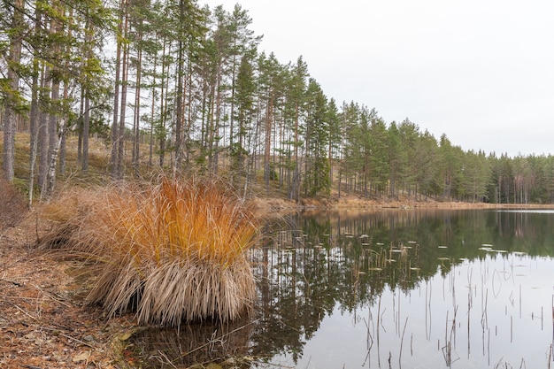 Озеро, спокойная вода, отражение леса в воде, облака