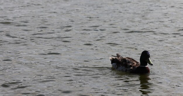 В озере утки плавают на озере.