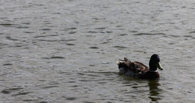 Photo lake in ducks swimming on the lake