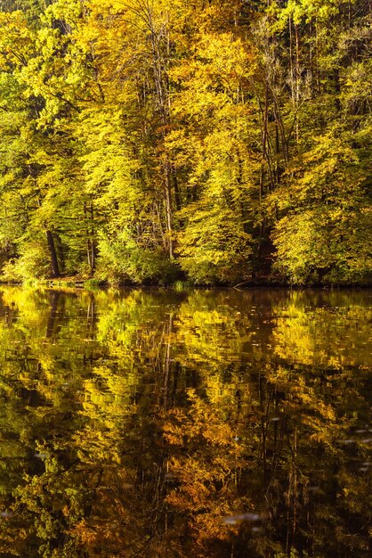 Lake fog landscape with Autumn foliage and tree reflections